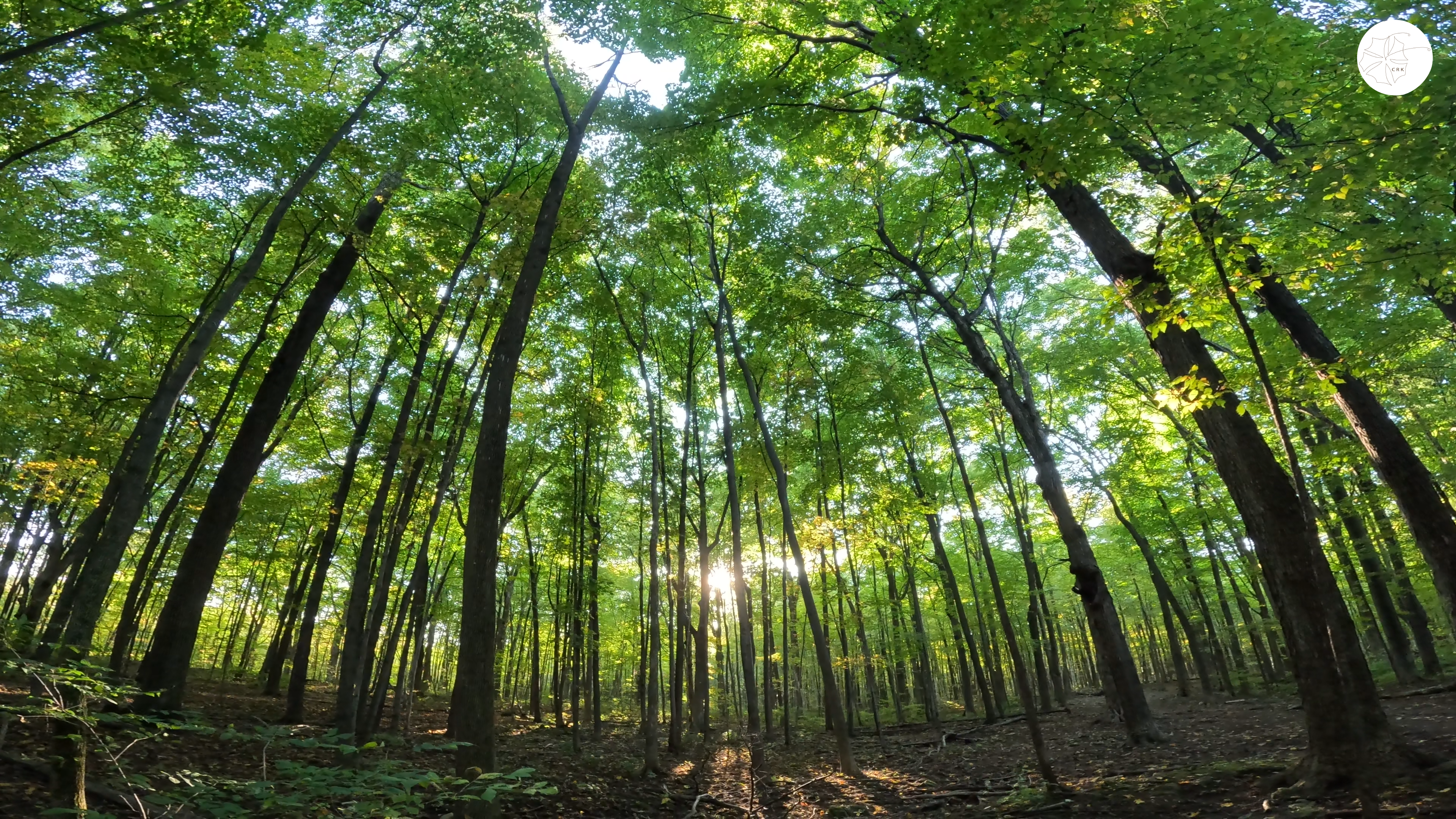 In the middle of a beautiful forest with tall trees and many green leaves and the sunset shining through the trees